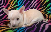 Bo Duke, a male Chihuahua for sale in Emory, TX – Photo 5 of 10