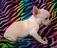Bo Duke, a male Chihuahua for sale in Emory, TX – Photo 7 of 10