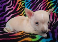 Bo Duke, a male Chihuahua for sale in Emory, TX – Photo 4 of 10
