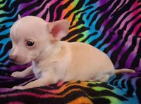 Bo Duke, a male Chihuahua for sale in Emory, TX – Photo 8 of 10