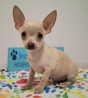 Bo Duke, a male Chihuahua for sale in Winnsboro, TX – 1 of 8
