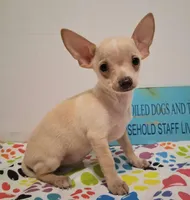 Bo Duke, a male Chihuahua for sale in Winnsboro, TX – 3 of 8