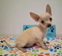 Bo Duke, a male Chihuahua for sale in Winnsboro, TX – 8 of 8