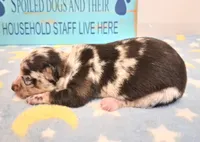 Cowboy SMALL MERLE!, a male Chihuahua for sale in Winnsboro, TX – 8 of 10