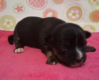 Donna, a female Chihuahua for sale in Winnsboro, TX – 9 of 10