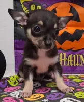 Mookie TOY SIZE!, a male Chihuahua for sale in Winnsboro, TX – 7 of 10