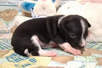 Tux, a male Chihuahua for sale in Winnsboro, TX – 9 of 10