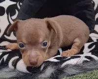 Dallas SMALL!, a male Chihuahua for sale in Winnsboro, TX – 7 of 10