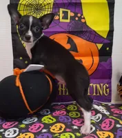 Tuxedo TOY SIZE!, a male Chihuahua for sale in Winnsboro, TX – 3 of 10