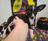 Tuxedo TOY SIZE!, a male Chihuahua for sale in Winnsboro, TX – 9 of 10