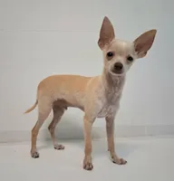 Fabulous Fabio $100 Off Cash Pick Up!, a male Chihuahua for sale in Winnsboro, TX – 10 of 10