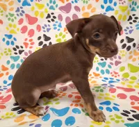 Coconut, a female Chihuahua for sale in Winnsboro, TX – 10 of 10
