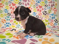 Tux SMALL!, a male Chihuahua for sale in Winnsboro, TX – 3 of 10