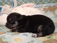 Mookie, a male Chihuahua for sale in Winnsboro, TX – 8 of 10