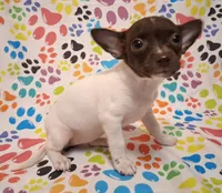 Lambie, a female Chihuahua for sale in Winnsboro, TX – 8 of 10