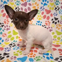 Lambie, a female Chihuahua for sale in Winnsboro, TX – 5 of 10