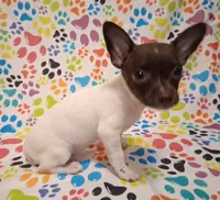 Lambie, a female Chihuahua for sale in Winnsboro, TX – 4 of 10