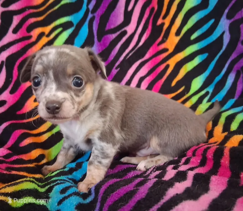 Mr. Blue Jeans – Chihuahua puppy for sale in Emory, TX