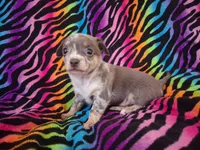 Mr. Blue Jeans, a male Chihuahua for sale in Emory, TX – Photo 10 of 10