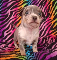 Mr. Blue Jeans, a male Chihuahua for sale in Emory, TX – Photo 5 of 10