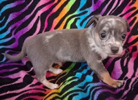 Mr. Blue Jeans, a male Chihuahua for sale in Emory, TX – Photo 2 of 10