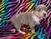 Mr. Blue Jeans, a male Chihuahua for sale in Emory, TX – Photo 9 of 10
