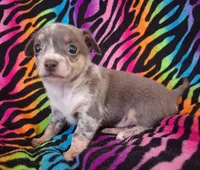 Mr. Blue Jeans, a male Chihuahua for sale in Emory, TX – Photo 6 of 10