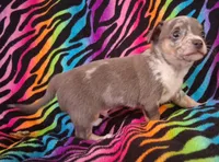 Mr. Blue Jeans, a male Chihuahua for sale in Emory, TX – Photo 4 of 10