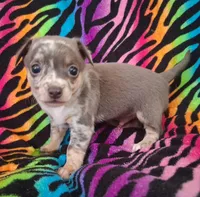 Mr. Blue Jeans, a male Chihuahua for sale in Emory, TX – Photo 7 of 10
