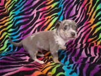 Mr. Blue Jeans, a male Chihuahua for sale in Emory, TX – Photo 8 of 10