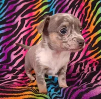 Mr. Blue Jeans, a male Chihuahua for sale in Emory, TX – Photo 3 of 10