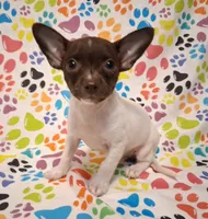 Lambie, a female Chihuahua for sale in Winnsboro, TX – 7 of 10