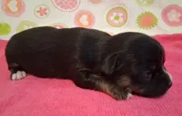 Donna, a female Chihuahua for sale in Winnsboro, TX – 6 of 10