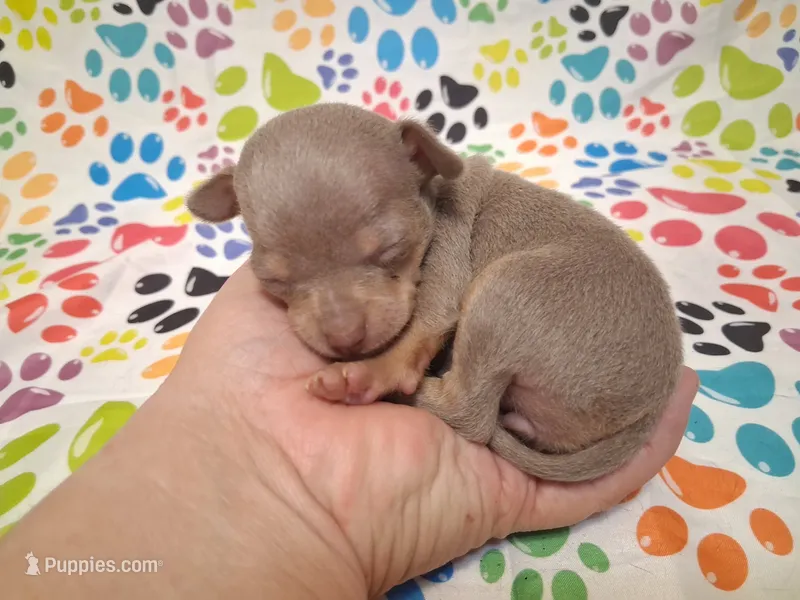 Sparkle BLUE & TINY! – Chihuahua puppy for sale in Winnsboro, TX