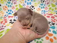 Sparkle BLUE & TINY!, a female Chihuahua for sale in Winnsboro, TX – 1 of 10
