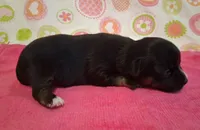 Donna, a female Chihuahua for sale in Winnsboro, TX – 5 of 10