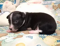 Tux, a male Chihuahua for sale in Winnsboro, TX – 3 of 10