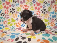 Tux SMALL!, a male Chihuahua for sale in Winnsboro, TX – 6 of 10