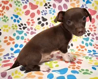 King, a male Chihuahua for sale in Winnsboro, TX – 5 of 9