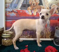 Fabio SMALL!, a male Chihuahua for sale in Winnsboro, TX – 6 of 10