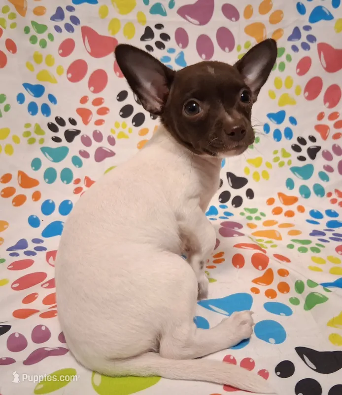 Lambie – Chihuahua puppy for sale in Winnsboro, TX