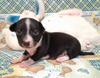 Tux, a male Chihuahua for sale in Winnsboro, TX – 1 of 10