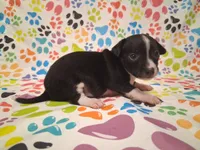 Tux SMALL!, a male Chihuahua for sale in Winnsboro, TX – 2 of 10