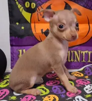 Bean TEACUP to TOY SIZE!, a male Chihuahua for sale in Winnsboro, TX – 4 of 10