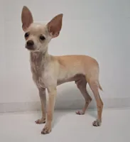 Fabulous Fabio $100 Off Cash Pick Up!, a male Chihuahua for sale in Winnsboro, TX – 4 of 10
