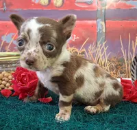Sprinkles Small MERLE!, a female Chihuahua for sale in Winnsboro, TX – 3 of 10