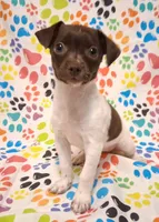 Snoopie, a female Chihuahua for sale in Winnsboro, TX – 2 of 9