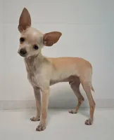Fabulous Fabio $100 Off Cash Pick Up!, a male Chihuahua for sale in Winnsboro, TX – 1 of 10