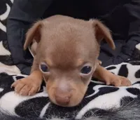 Dallas SMALL!, a male Chihuahua for sale in Winnsboro, TX – 3 of 10