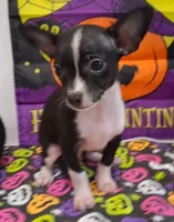 Tuxedo TOY SIZE!, a male Chihuahua for sale in Winnsboro, TX – 10 of 10